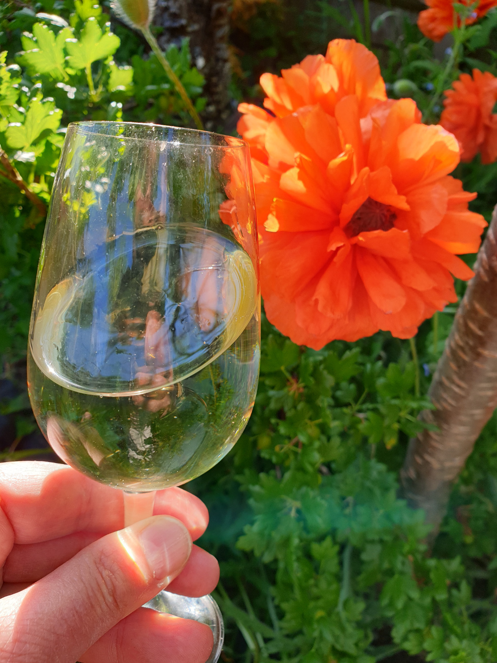 Bsixtwelve Pinot Blanc in the sunshine Bsixtwelve